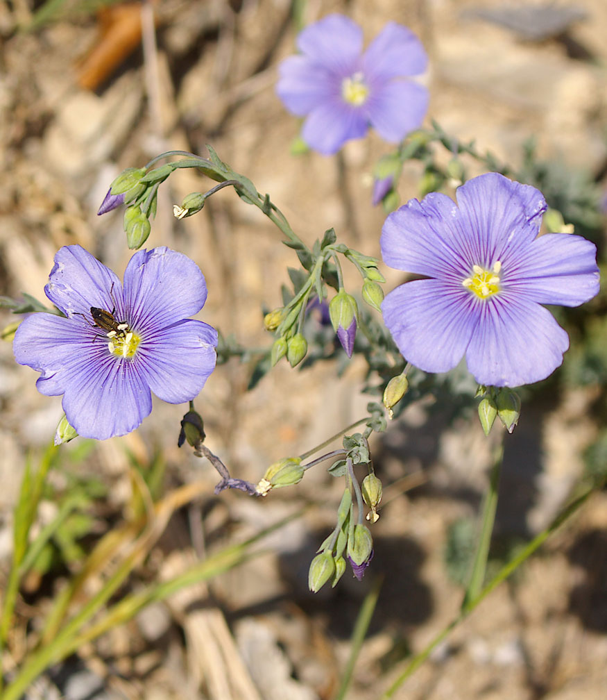 Linum austriacum subsp. collinum / Lino collinare
